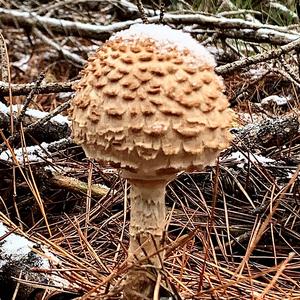 Shaggy Parasol