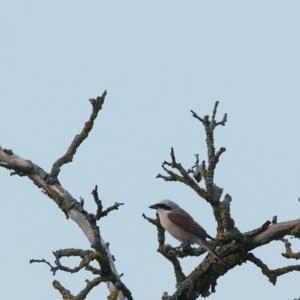 Red-backed Shrike