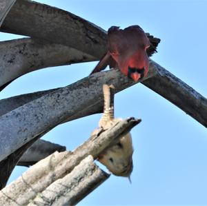 Northern Cardinal