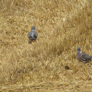 Common Wood-pigeon