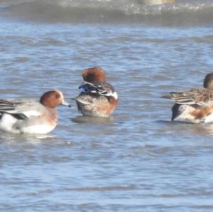 Eurasian Wigeon