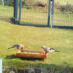 Eurasian Jay