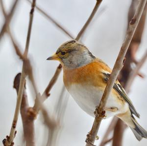 Brambling