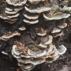 Turkey-tail