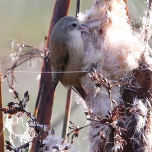 Eurasian Penduline-tit