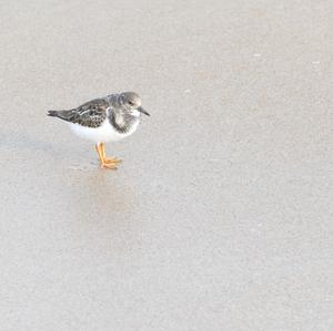 Ruddy Turnstone