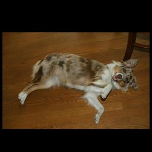 Australian Shepherd