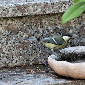 Great Tit