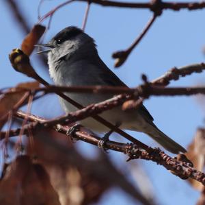 Blackcap