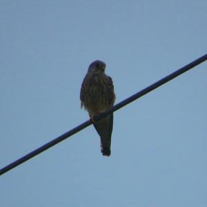 Common Kestrel