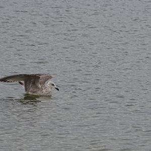 Herring Gull