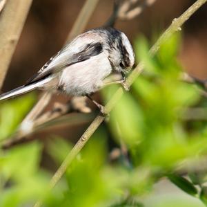 Long-tailed Tit