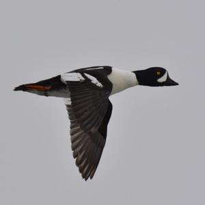 Barrow's Goldeneye