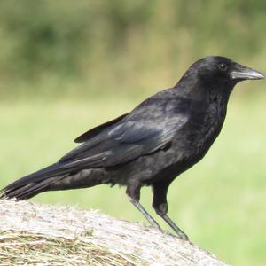 Carrion Crow