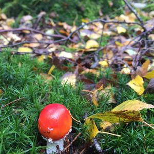 Fly Agaric