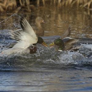 Mallard