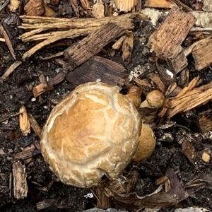 Wine-cap Stropharia