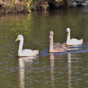 Mute Swan