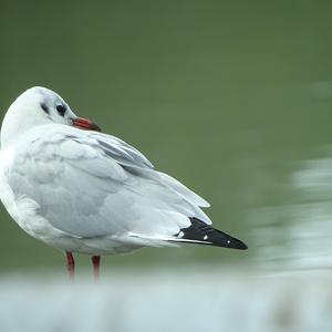 Black-headed Gull