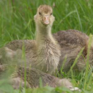 Greylag Goose