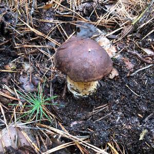 Bay Bolete