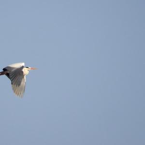 Grey Heron