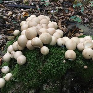 Stump Puffball