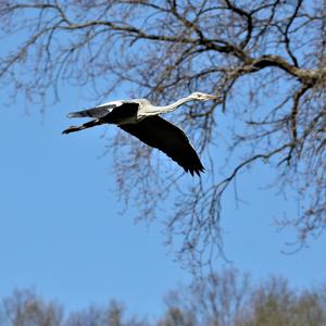 Grey Heron