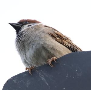 Eurasian Tree Sparrow