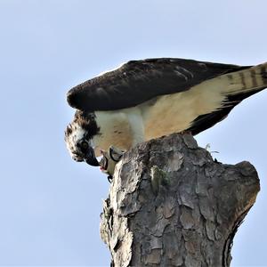 Osprey