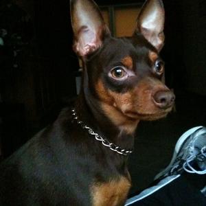 Miniature Pinscher