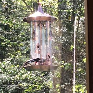 Rose-breasted Grosbeak