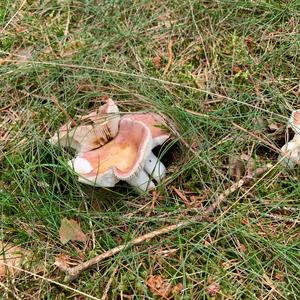 Bare-toothed Russula