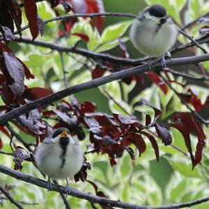 Great Tit