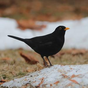 Eurasian Blackbird