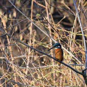 Eisvogel