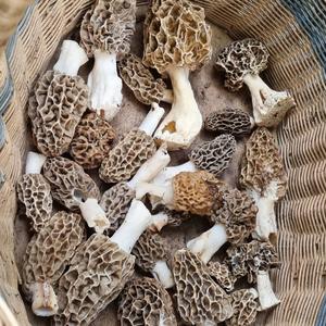 Yellow Morel