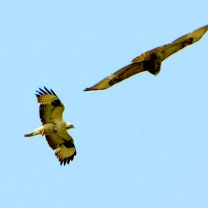 Common Buzzard