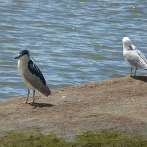 Black-crowned Night-heron