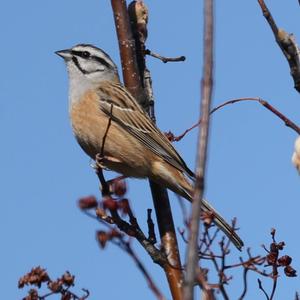 Rock Bunting