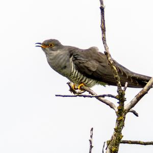 Common Cuckoo