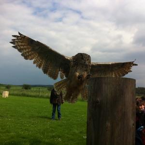 Eurasian Eagle-owl