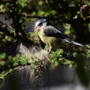 Blue Tit