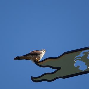 Common Kestrel