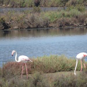 Greater Flamingo