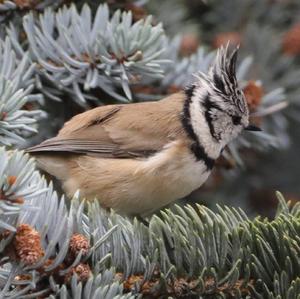 Crested Tit