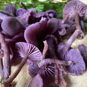 Amethyst Deceiver