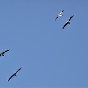 White Stork