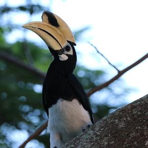 Oriental Pied Hornbill