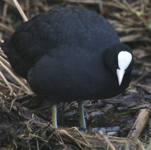 Common Coot